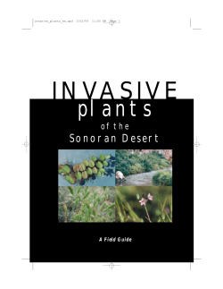 INVASIVE plants - Sonoran Institute