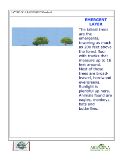 EMERGENT LAYER The tallest trees are the emergents, towering as