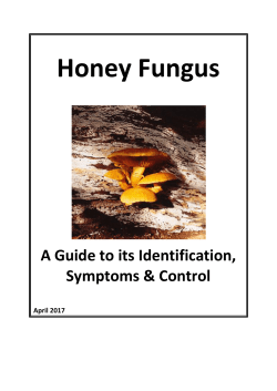 Honey Fungus
