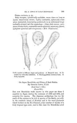 On Japan Brenthid, and Notes of their Habits.