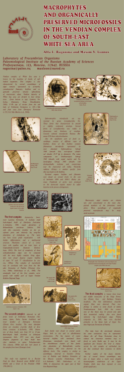 Macrophytes and Organically Preserved Microfossils in the Vendian