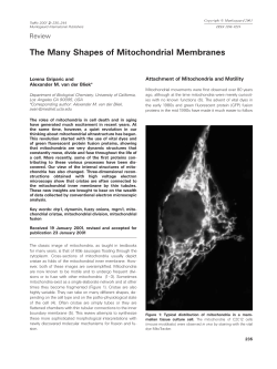 The Many Shapes of Mitochondrial Membranes