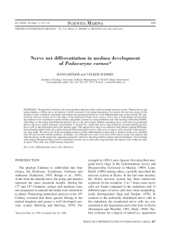 Nerve net differentiation in medusa development - ICM-CSIC