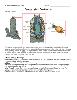 Creating a Sponge Hybrid Lab