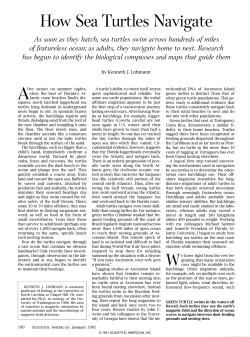 How Sea Turtles Navigate - UNC