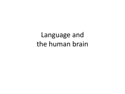 Language and the human brain