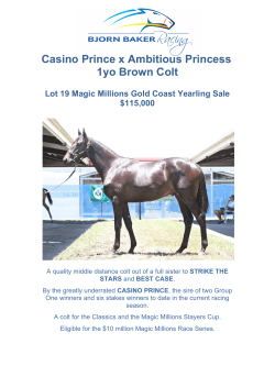 Casino Prince x Ambitious Princess 1yo Brown Colt