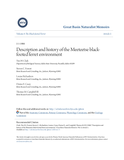 Description and history of the Meeteetse black