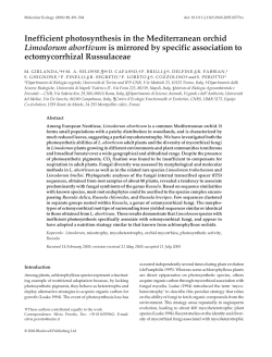 Inefficient photosynthesis in the Mediterranean orchid Limodorum