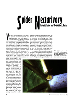 Spider Nectarivory