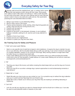 Everyday Safety for Your Dog