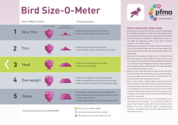 Bird Size-O