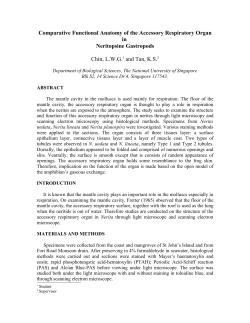 Comparative Functional Anatomy of the Accessory