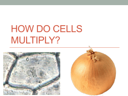how do cells multiply?