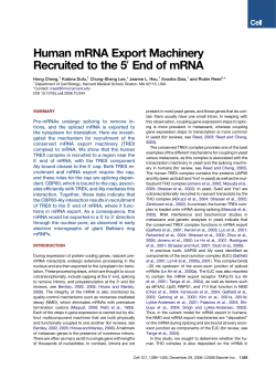Human mRNA Export Machinery Recruited to the 5 End of mRNA
