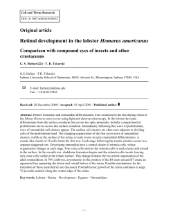 Retinal development in the lobster Homarus americanus