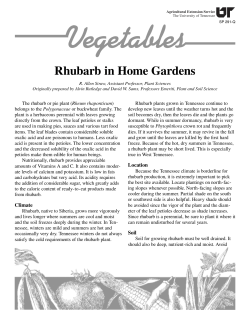 Rhubarb in Home Gardens - University of Tennessee Extension