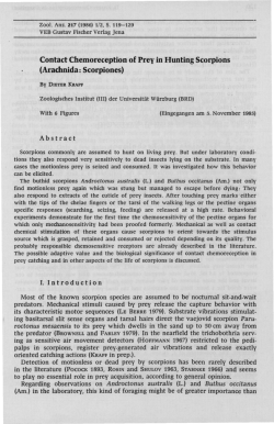 Contact Chemoreception of Prey in Hunting Scorpions (Arachnida