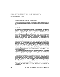 polymorphism of myosin among skeletal muscle fiber types