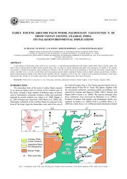 EARLY EOCENE ARECOID PALM WOOD, PALMOXYLON