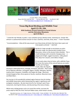 Texas Big Bend Birding and Wildlife Tour April 23