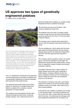 US approves two types of genetically engineered potatoes