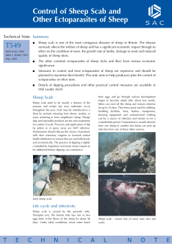 sheep scab mite