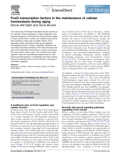 FoxO transcription factors in the maintenance of cellular