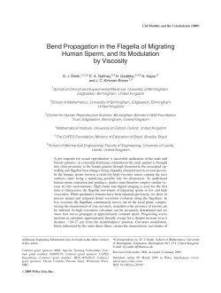 Bend propagation in the flagella of migrating human sperm, and its