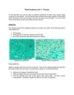 Plant Anatomy Lab 3