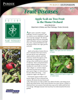 Apple Scab on Tree Fruit in the Home Orchard