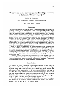 Observations on the nervous system of the flight apparatus in the