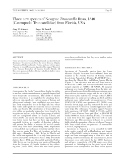 Three new species of Neogene Truncatella Risso, 1840