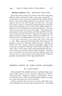 FEEDING HABITS OF SOME YOUNG RAPTORES