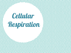 Aerobic Respiration