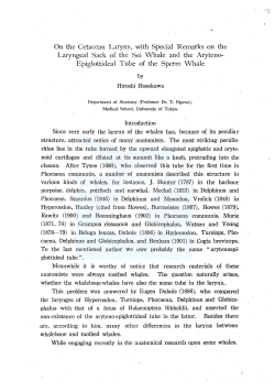 On the Cetacean Larynx, with Special Remarks on the Laryngeal