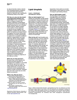 Lipid droplets - Semantic Scholar