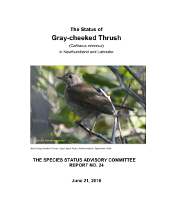 Gray-cheeked Thrush - Government of Newfoundland and Labrador