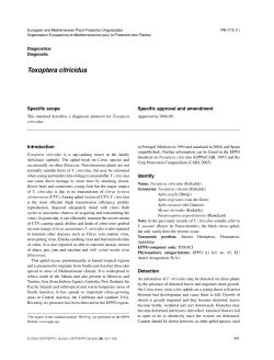 Toxoptera citricidus