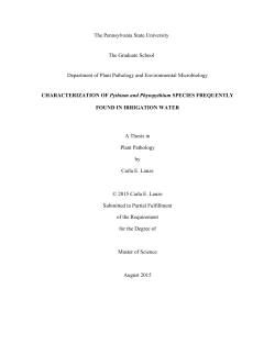 CHARACTERIZATION OF Pythium and Phytopythium SPECIES