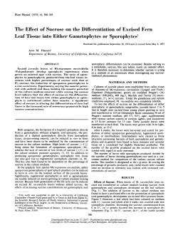 The Effect of Sucrose on the Differentiation of Excised Fern Leaf