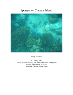 Sponges on Chumbe Island - SIT Digital Collections