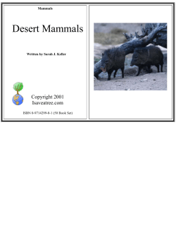 Desert Mammals