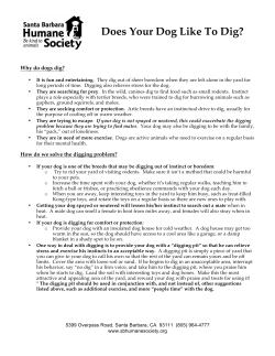 Does Your Dog Like To Dig? - Santa Barbara Humane Society