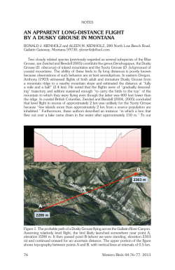an apparent long-distance flight by a dusky grouse in montana