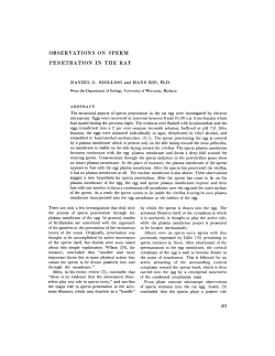 observations on sperm penetration in the rat