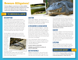 Beware Alligators! - Palmetto Dunes Property Owners Association