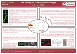 The Biology of Schistosome Life Stages