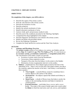 CHAPTER 12 &ndash;URINARY SYSTEM OBJECTIVES On completion of