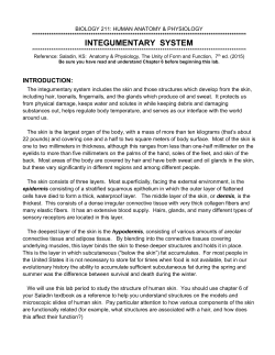 Integumentary System - Winona State University
